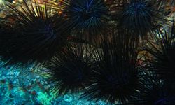 Bulu Babi di Spanyol Terancam Punah akibat Penyakit Misterius