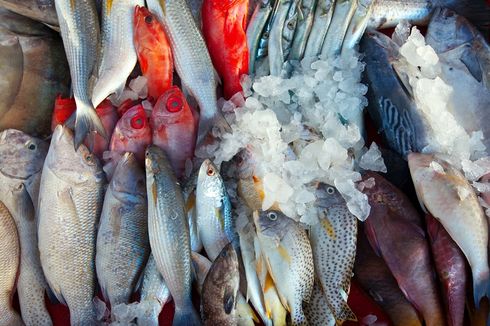 Menangkap Peluang Jadi Petani Ikan Konsumsi yang Menguntungkan