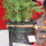 Gara-gara Tanam Ganja di Halaman Rumah, Pemuda di Batam Ditangkap
