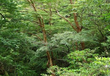 Pemberian Sertifikasi SFM Diharapkan Dorong Pengelolaan Hutan Lestari di Indonesia  