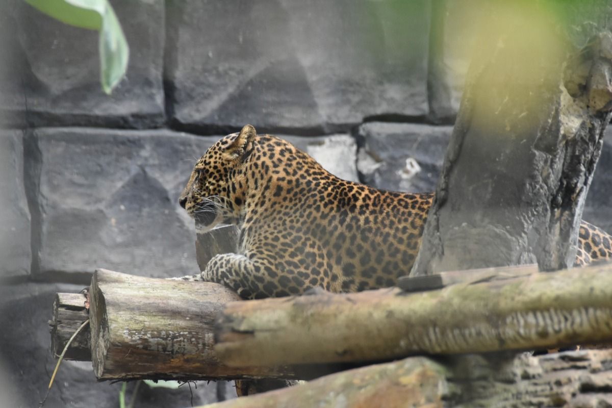 Meski dalam kondisi tutup, antusiasme pengunjung ke Bandung Zoo tetap tinggi, Jumat (2/1/2026). tampak satwa macan tutul tengah duduk didalam kandangnya