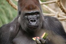 Gorila Kabur dari Kandangnya, Pengunjung Kebun Binatang London Panik