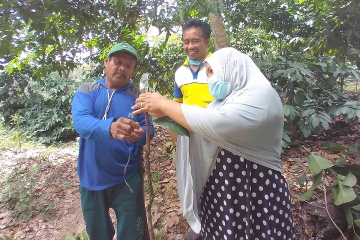 Belajar grafting kopi pada petani yang sudah ahli 