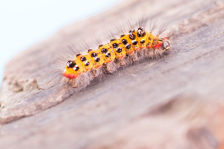 Ilustrasi ulat bulu.