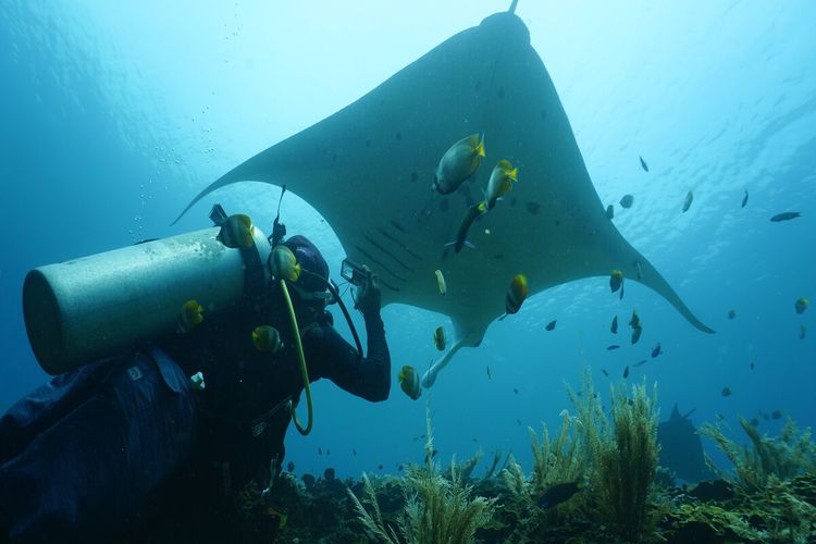 Ikan Pari yang sedang diamati dan diobservasi oleh peneliti untuk melengkapi data mengenai habitat, distribusi dan individu muda.