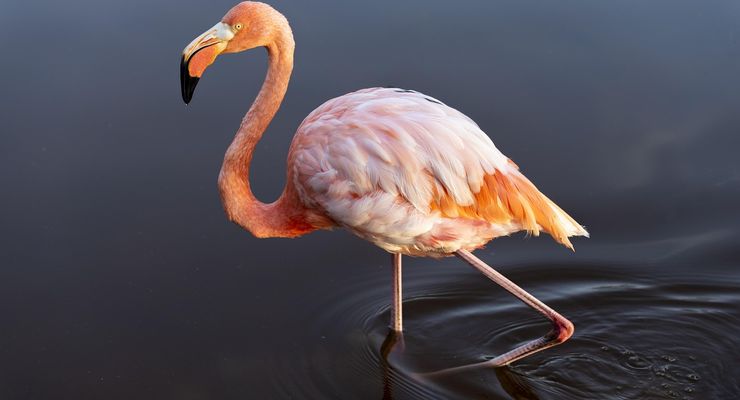 Seperti Mamalia, Burung Juga Memproduksi Susu