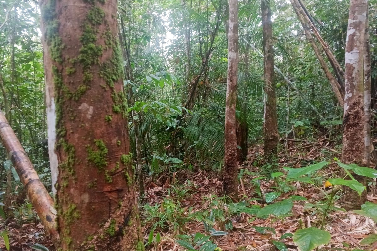 Pepohonan karet yang sudah lama tidak disadap di bekas ladang yang sudah berusia tua di Desa Kenanga, Kecamatan Simpang Hulu, Kabupaten Ketapang 
