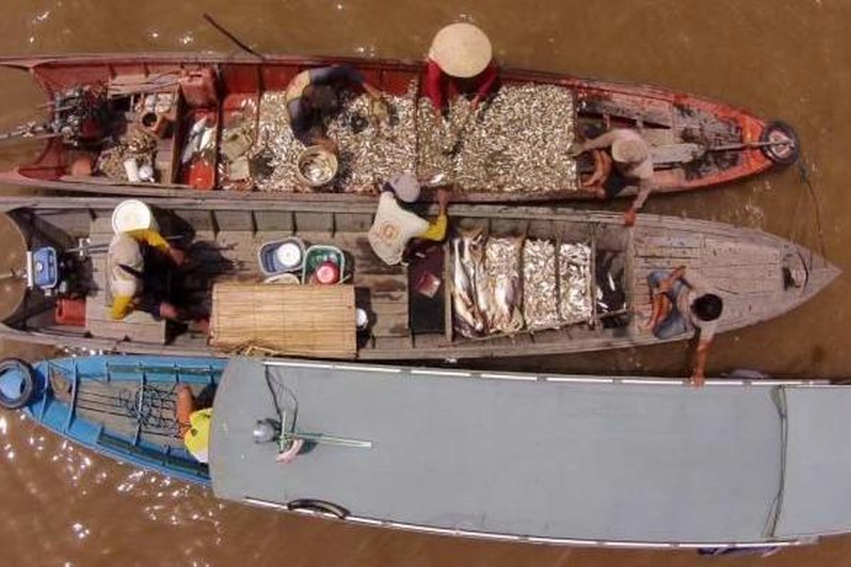 Nelayan mengkap ikan di Danau Semayang di daerah aliran Sungai Mahakam di Kecamatan Kota Bangun, Kutai Kartanegara, Kaltim, Rabu (3/9/2014). Kawasan ini merupakan salah satu habitat mamalia air tawar terancam punah  yaitu pesut mahakam, yang populasinya tidak lebih dari 90 ekor.