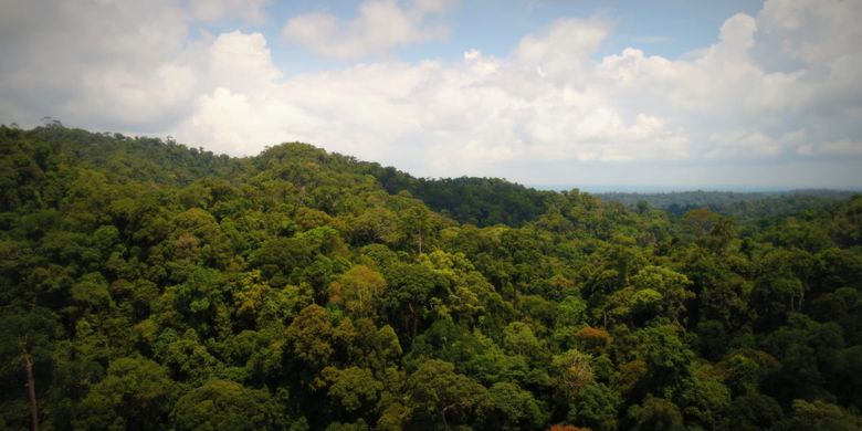 Kawasan hutan Taman Nasional Bukit Duabelas tempat hidup dan berkehidupan Orang Rimba