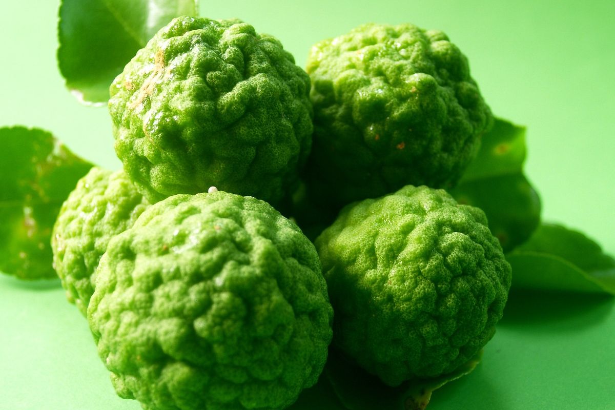 Ilustrasi jeruk purut.