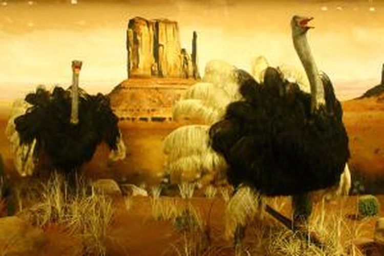 Burung Unta yang diawetkan dari Afrika ini merupakan salah satu diorama yang dipamerkan di Museum Satwa, Batu, Jawa Timur.