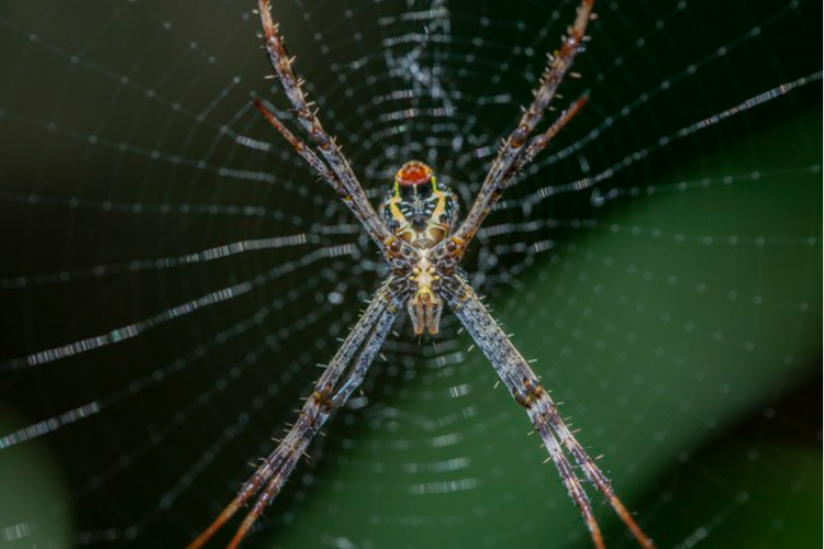 Ilustrasi jaring laba-laba 