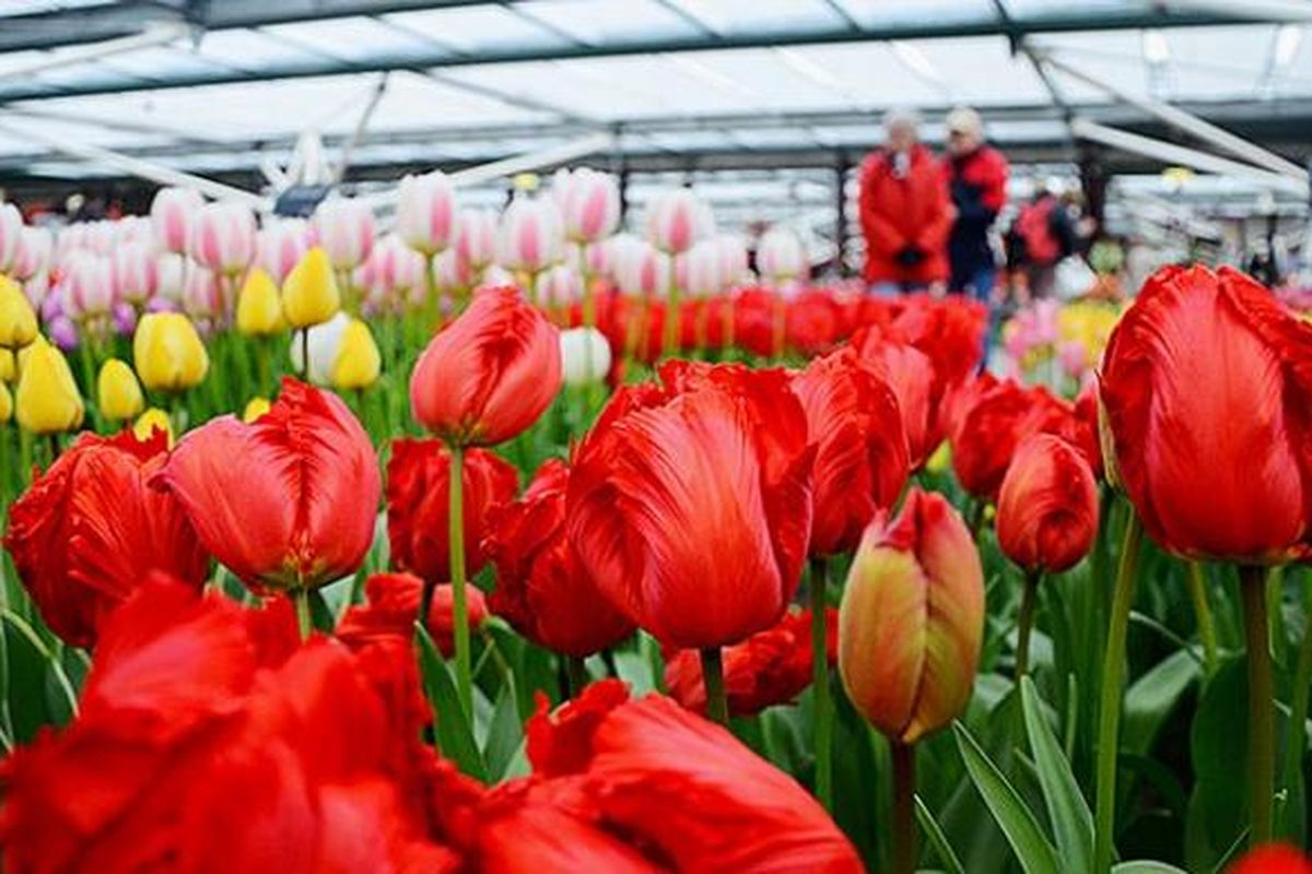 Bunga tulip khas Belanda dipamerkan di rumah kaca di Taman Bunga Keukenhof, Belanda. Bunga tulip adalah salah satu produk holtiklutura andalan dari Belanda. 
