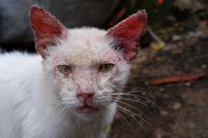 Cara Mengobati Scabies pada Kucing, Bisa Pakai Minyak Zaitun