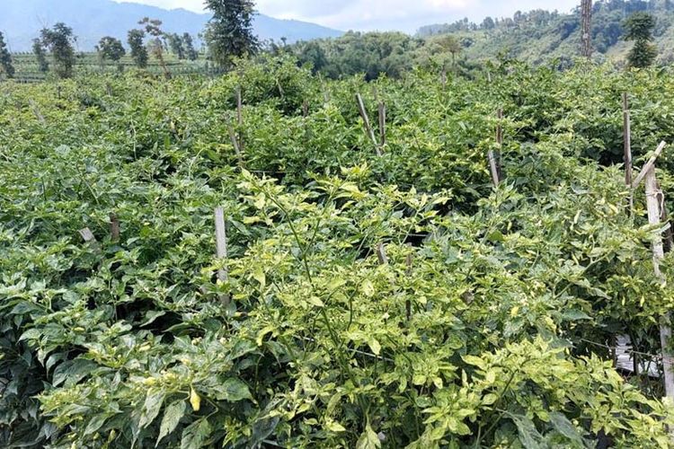  Menyesuaikan agroklimat dan kecocokan tanah menjadi kunci keberhasilan petani cabai di Banjarnegara.