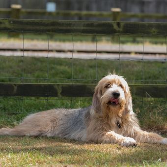 Ilustrasi ras anjing Otterhound. 