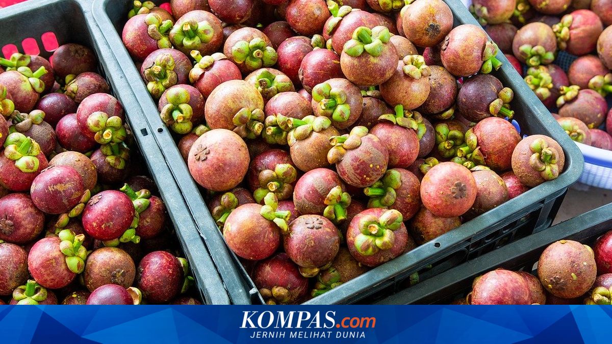 Tembus Pasar Inggris, Bangka Belitung Ekspor 2,9 Ton Daun Manggis Kering