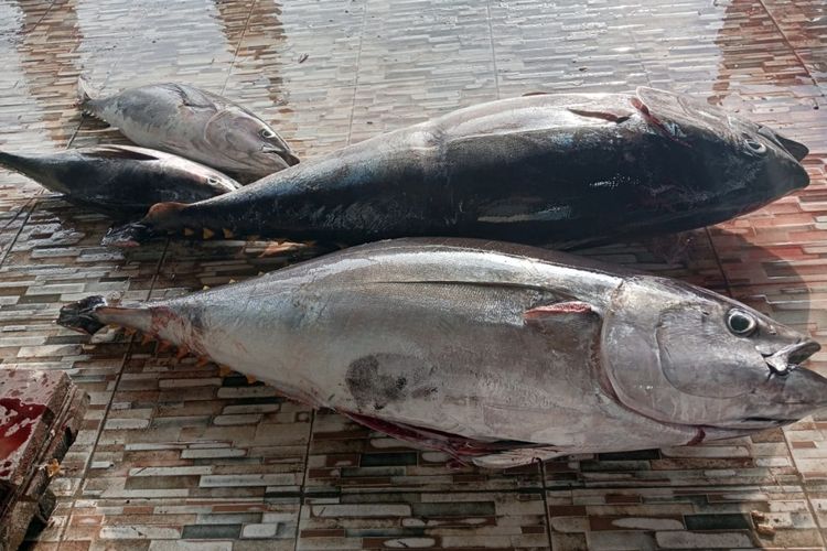 Ikan tuna segar yang didapat petani Kabupaten Kaur, Bengkulu, untuk memenuhi kebutuhan program MBG.