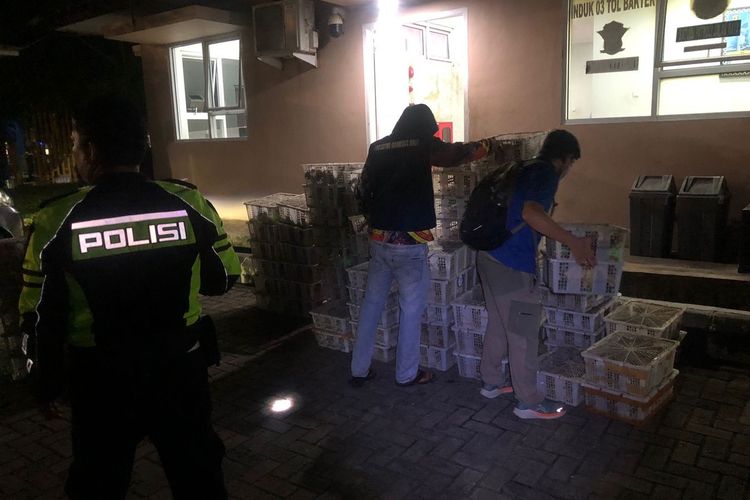 Penyelundupan 4.095 Burung Hutan Sumatera Digagalkan di Tol Lampung