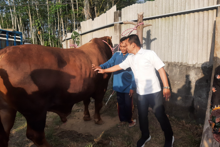 Gesbi, sapi kurban Presuden Jokowi berasal dari Lumajang
