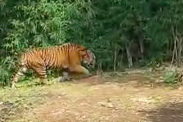 Tangkapan layar video yang menunjukkan kaki depan sebelah kanan harimau Sumatera bernama Batua mengalami kebuntungan.