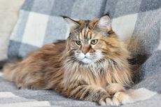 6 Masalah Perilaku yang Dialami Kucing, dari Mengeong sampai Menjilat