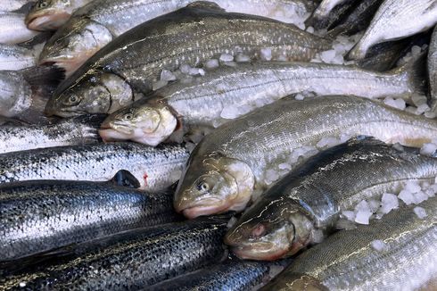 Cara Memilih Salmon Segar dan Berkualitas Baik