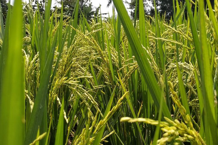 Umur Tanaman Padi Siap Panen dan Cara Memanennya