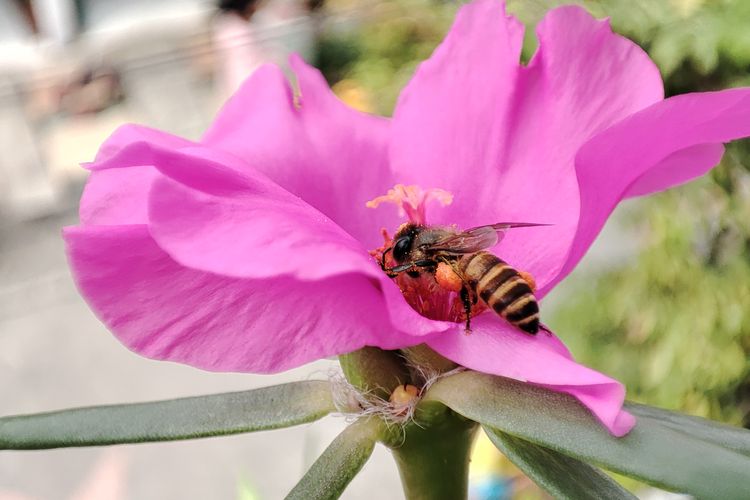 Hasil foto menggunakan mode super macro pada Xiaomi 11T Pro, dengan jarak potret antara 3-7 cm.