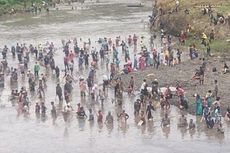 Tradisi Asatan di Bondowoso, Saat Warga Ramai-ramai Berburu Ikan 'Mabuk'