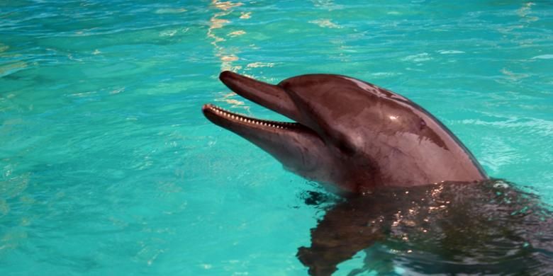 Salah satu lumba-lumba yang ada di Pulau Bidadari yang masuk dalam agenda Fun With Dolphin.