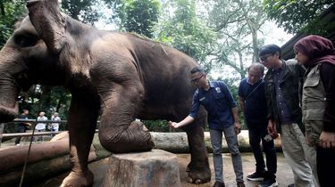 Lembaga Konservasi Satwa India Vantara Periksa Kesehatan Hewan Bandung Zoo