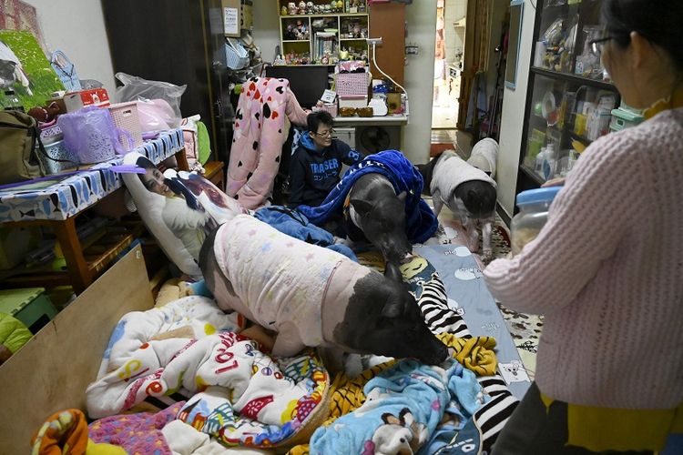 Dalam foto yang diambil pada 27 Januari 2019 ini memperlihatkan Jenny Tsai (membelakangi kamerea) bersama kawannya hidup bersama empat ekor babi peliharaan di apartemennya di Taichung, wilayah tengah Taiwan. 