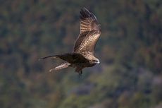 Mengapa Tulang Burung Berongga?