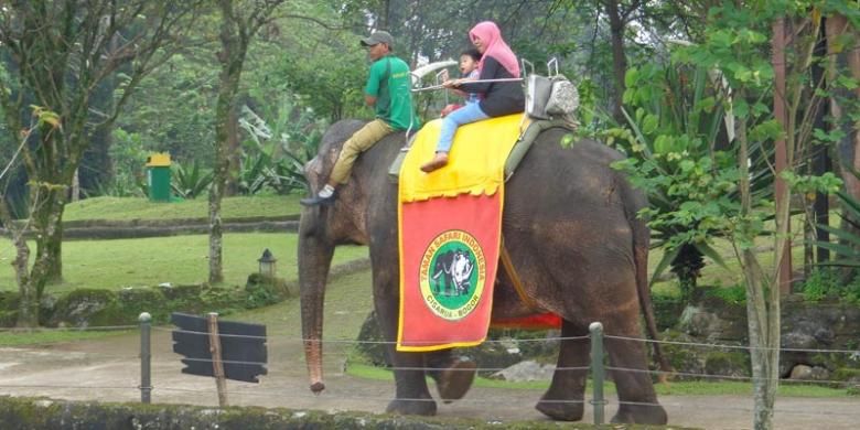 Menunggang gajah di Royal Safari Garden Resort & Convention, Cisarua, Bogor, Jawa Barat, Sabtu (15/3/2014).