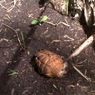 Puluhan Granat Nanas dalam Guci Ditemukan Tertimbun Tanah di Solo