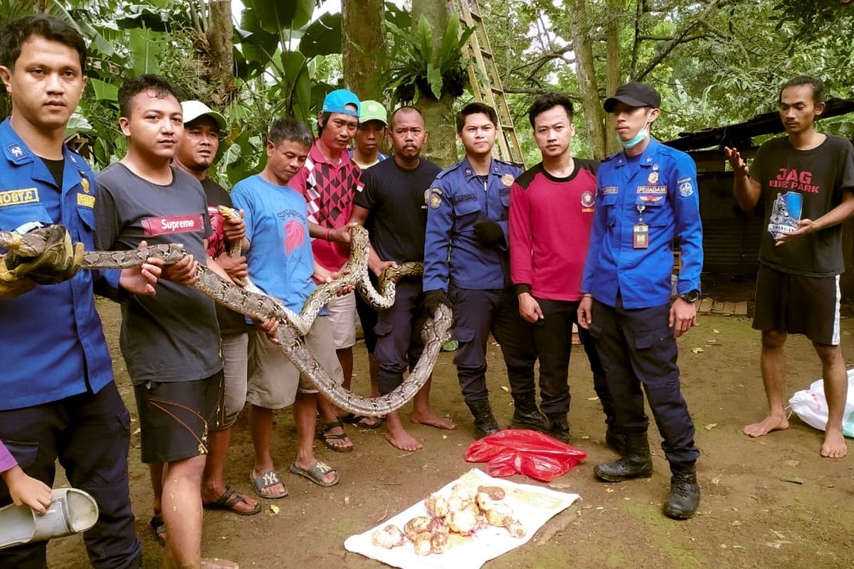 Sepasang ular sanca berukuran besar serta 10 butir telurnya ditemukan di permukiman warga di Gang Pusara, Bojongsari, Depok, Jawa Barat pada Selasa (24/11/2020).