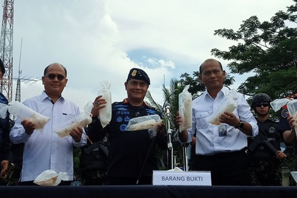 KKP Ungkap Penyelundupan Benih Lobster Modus Baru, Dibawa Pakai Kapal Cepat