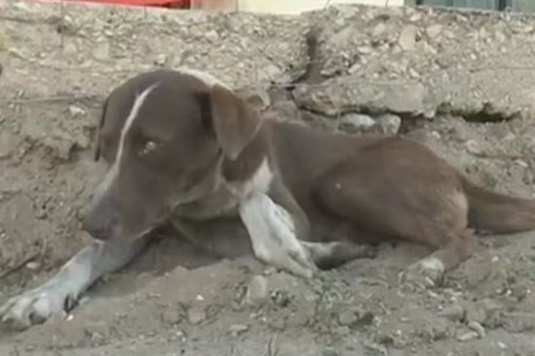 Cuchufleto adalah anjing kampung yang diadobsi oleh Gonzalo Cruz (53 tahun) pada 6 bulan lalu. [15 Sabinas TV Via Daily Mail]