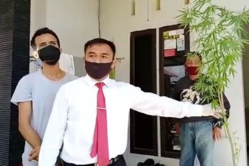 Tanam Ganja di Pekarangan Rumah, Kader Gerindra Kota Kendari Ditangkap