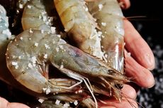 Masuk AS, Udang Indonesia Kena Bea Masuk Anti-Dumping 6,3 Persen