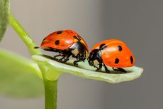 10 Cara Mengusir Kumbang Kepik dari Rumah
