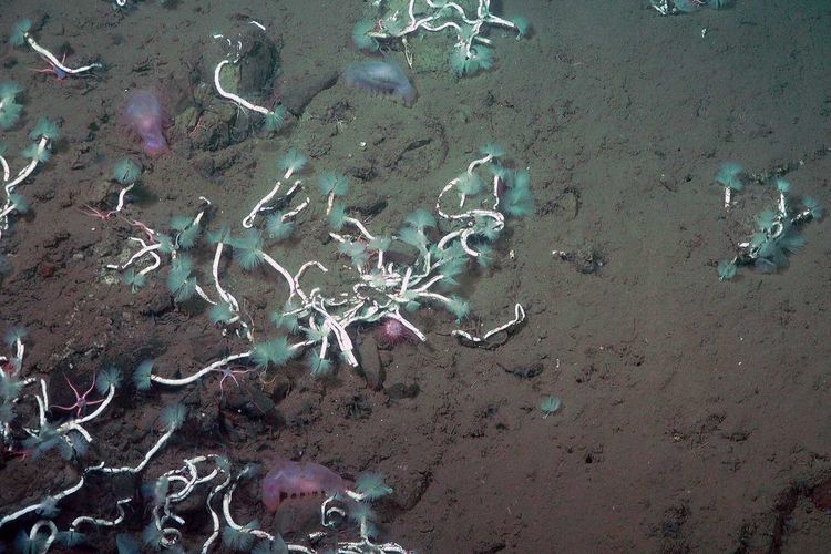 Cacing serpulid yang mengonsumsi metana di dasar laut di lepas pantai Kosta Rika.
