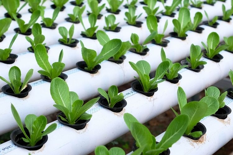 Ilustrasi tanaman hidroponik.