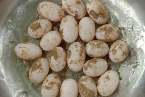 Telur Penyu Diperjualbelikan di Facebook, BKSDA: Itu Satwa Dilindungi, Hati-hati, Bisa Kena Pidana