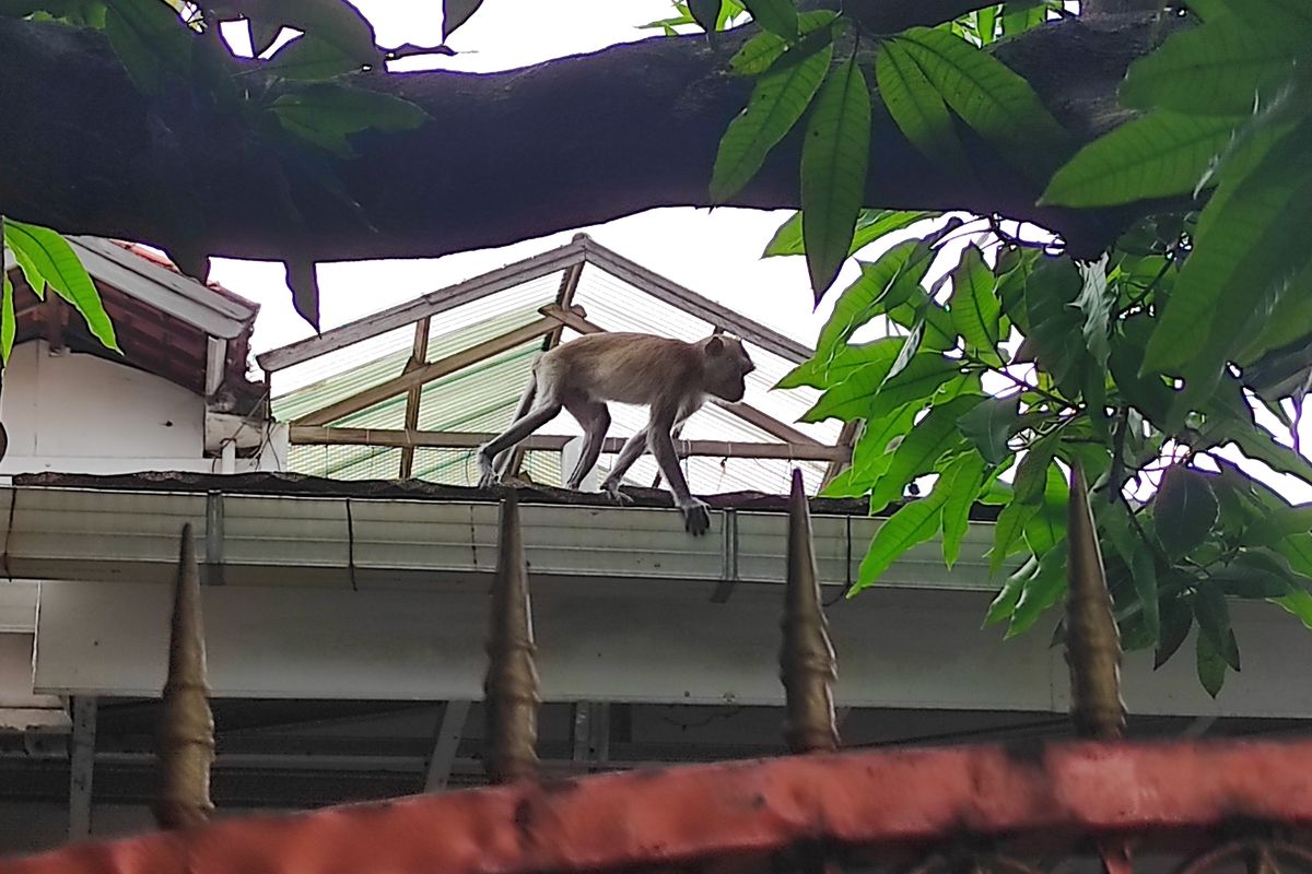Seekor monyet liar berkeliaran di Jalan Tekukur Dalam, Bukit Duri, Tebet, Jakarta Selatan Rabu (26/4/2023). 