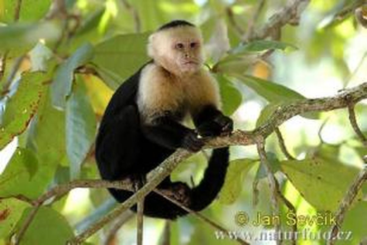 Monyet Capuchin