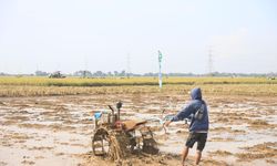Optimalisasi Musim Tanam Kedua, Kementan Mulai Percepat Olah Tanah dan Tanam