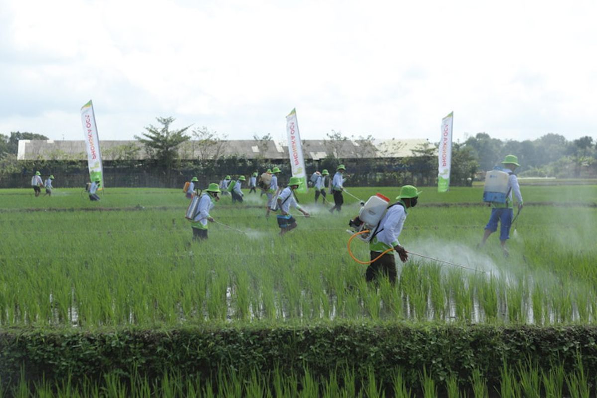 Penyemprotan pestisida dibutuhkan petani untuk dapat mengendalikan hama, supaya panen dapat sesuai dengan yang diharapkan.