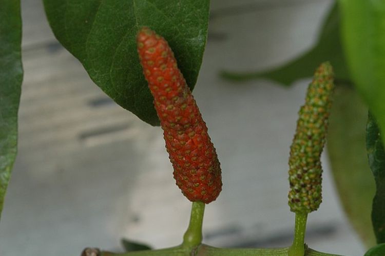 Ilustrasi cabai jawa, tanaman cabai jawa.